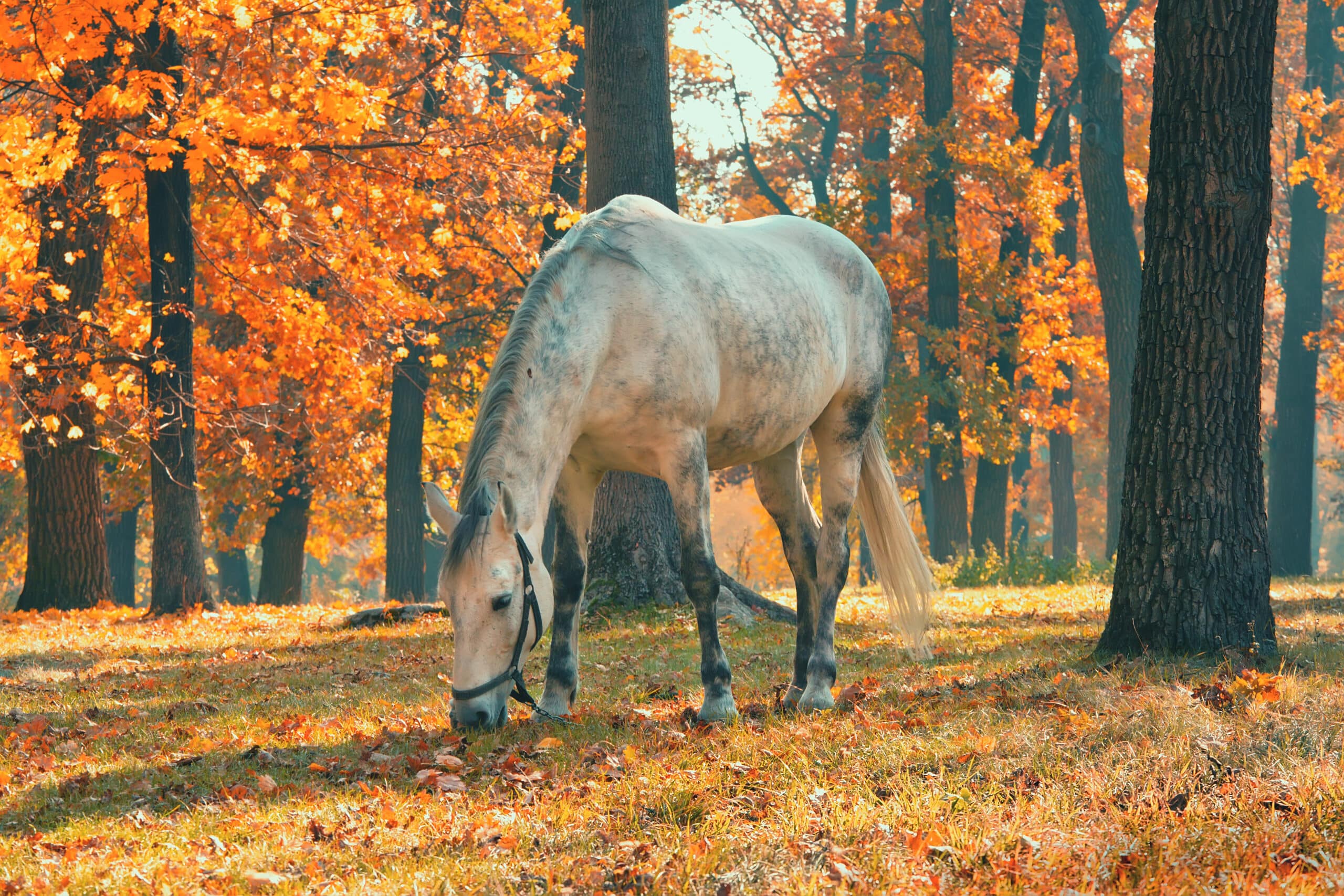 The Trainers Loft Autumn Horse Care Guide, Horse grazing in the forest under trees with yellow and red leaves, fall season theme