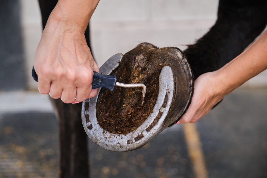 The Trainers Loft Horse Care for Cooler Weather, Detail of horse owner hands cleaning horse hoof with a hoof picker.