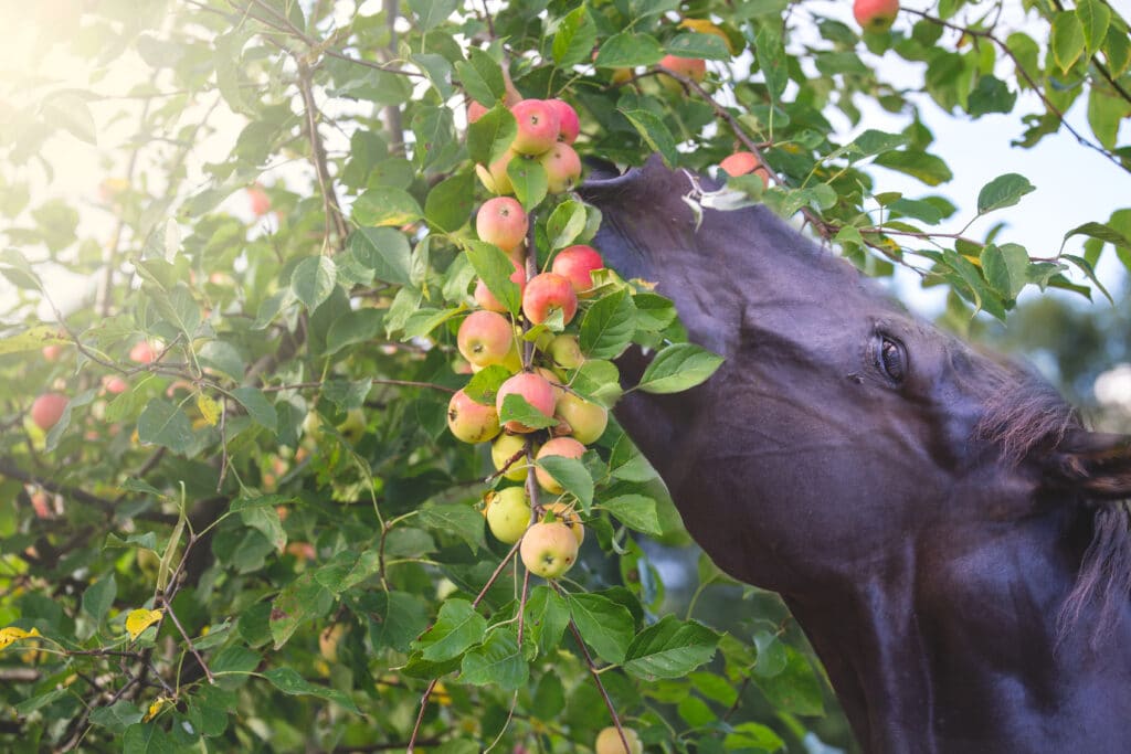 The Trainers Loft Horse Care for Cooler Weather, The horse is eating apples. Autumn