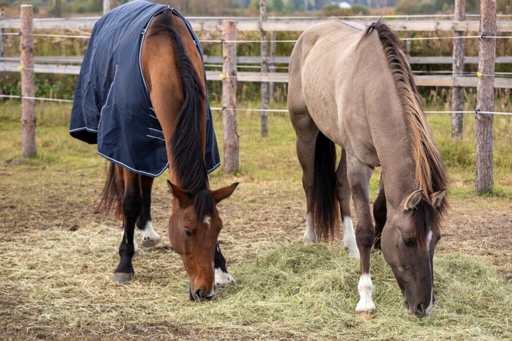 The Trainers Loft Horse Care for Cooler Weather, Horses eating hay from the ground on a paddock. Grullo coat color horse (Lusitano breed) and bay horse.