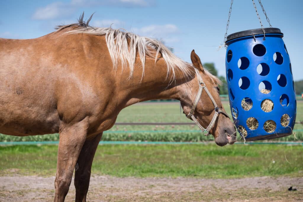 The Trainers Loft Horse Care for Cooler Weather, Feeding horses. Chestnut colored horse eats hay from a blue plastic basket that hangs in a paddock in the Netherlands. Side view