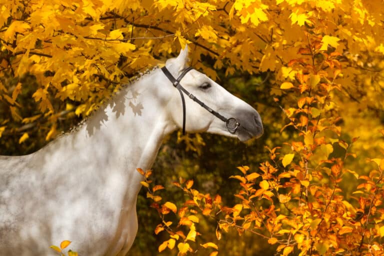 The Trainers Loft Horse Care for Cooler Weather, Portrait of beautiful white horse in orange leaves in fall