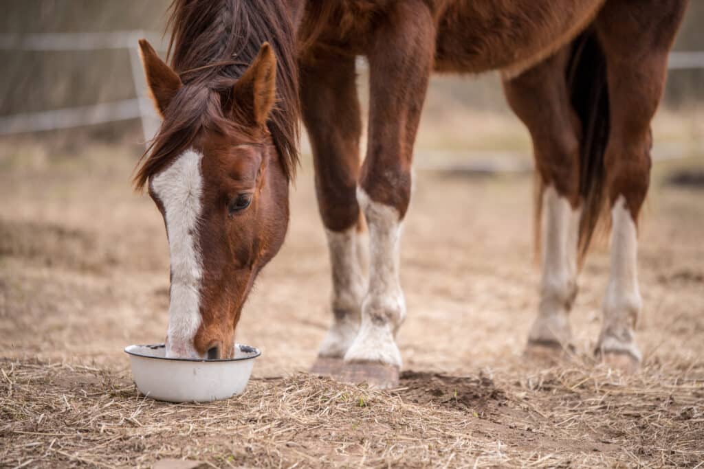 The Trainers Loft best feed for horses in fall, Red bay horse eating her feed out of a rubber pan in pasture.