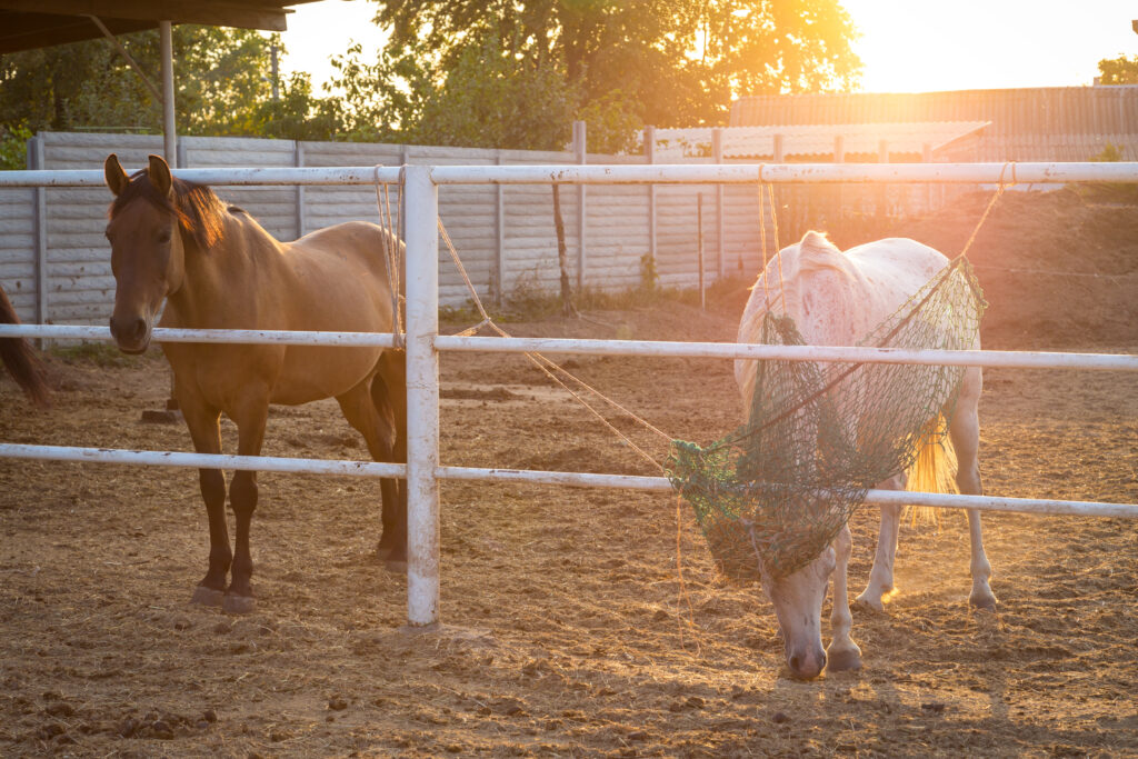 The Trainers Loft best feed for horses in fall, Two horses in the paddock eating hay in autumn sunset light