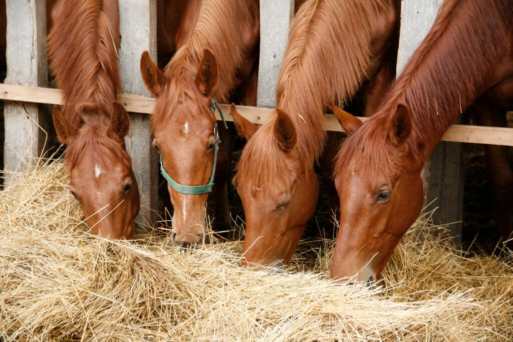 The Trainers Loft best feed for horses in fall, Young horses eating fresh hay between the bars of an old wooden fence