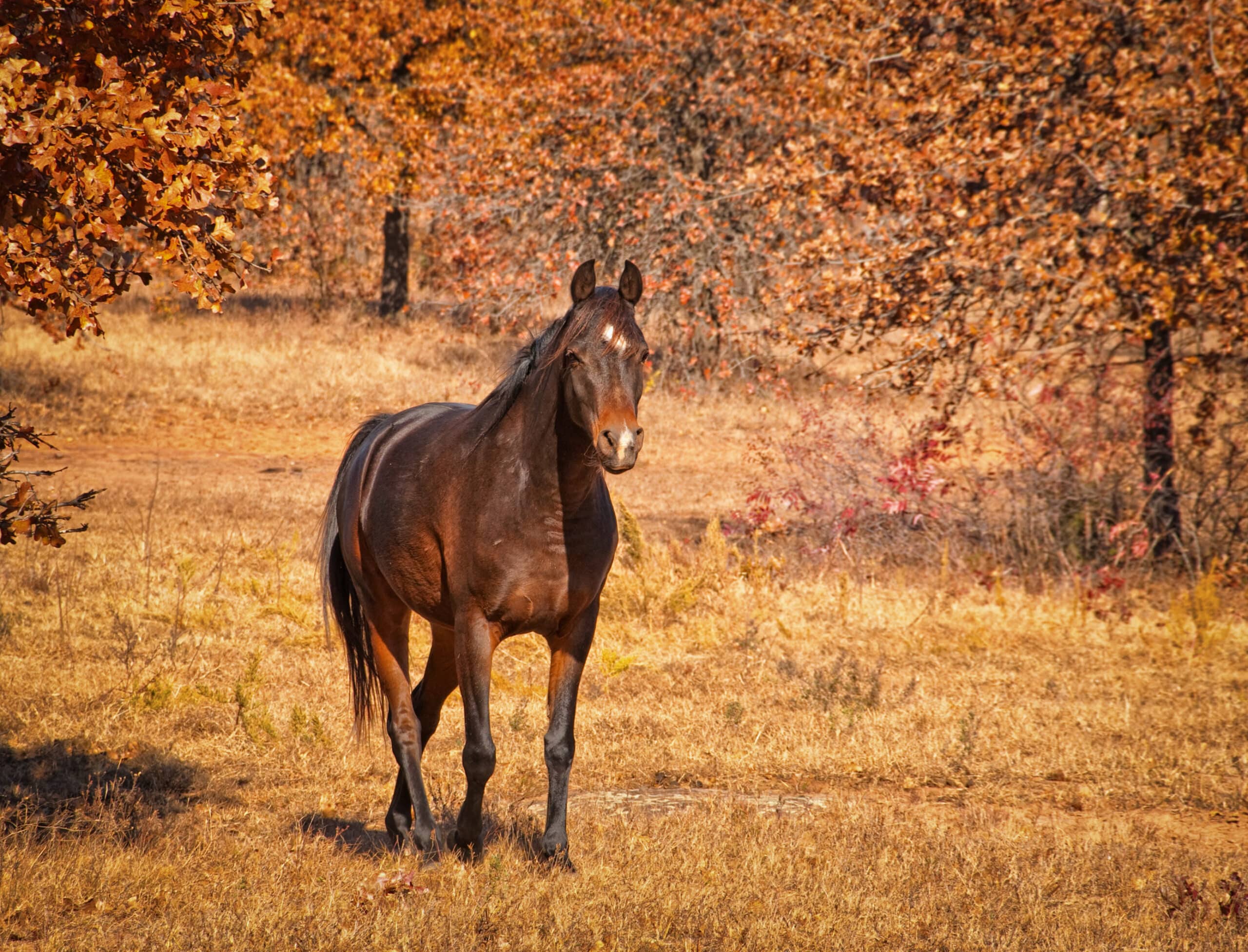 The Trainers Loft best feed for horses in fall, Dark bay Arabian horse walking in sunny fall pasture, with slight vignette