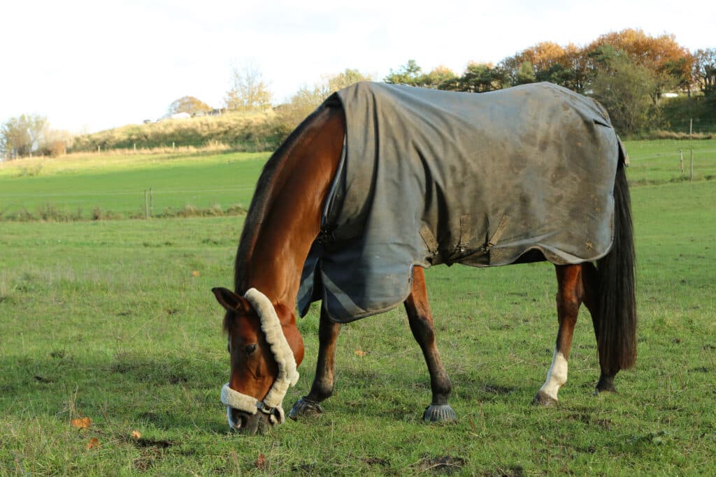 The Trainers Loft horse blanket guide, Autumn, November, Denmark. Horse horse in a cape, in the pasture.