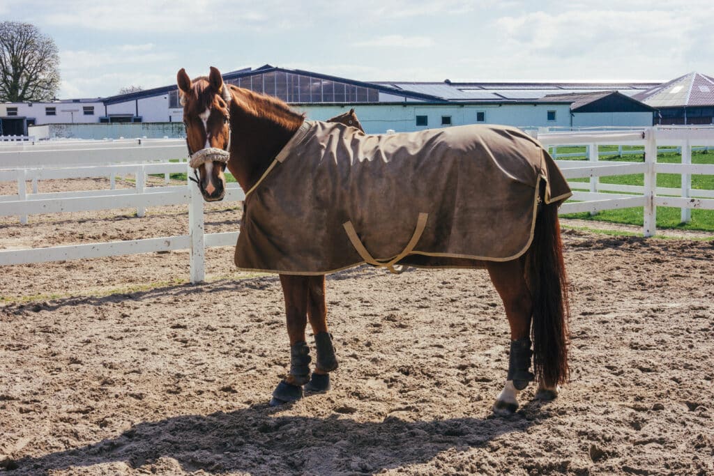 The Trainers Loft horse blanket guide