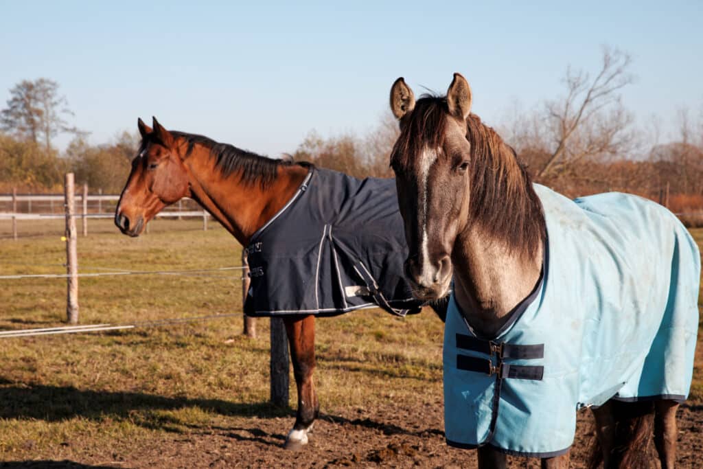 The Trainers Loft horse blanket guide, Two horses in blankets rugs on a paddock outdoor. Sunny day.