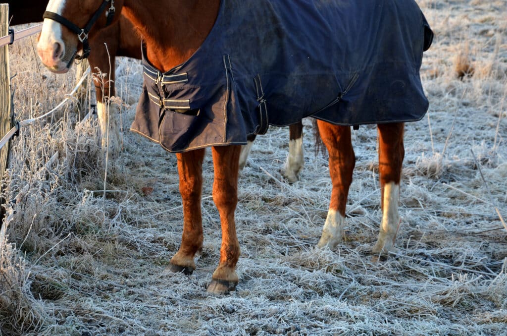 The Trainers Loft horse blanket guide, The horses on the pasture in paddock are curious. they have a halter with a carabiner and a modern tight cover against cold. it is a sunny frosty morning, the grass and hair of the horse. dirt road