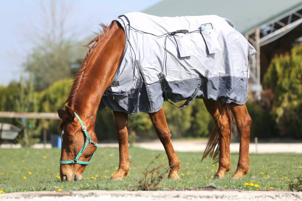 The Trainers Loft horse blanket guide, Side view photo of a young racehorse after training under a brand new magnetic hherapy horse blanket at animal farm spring time
