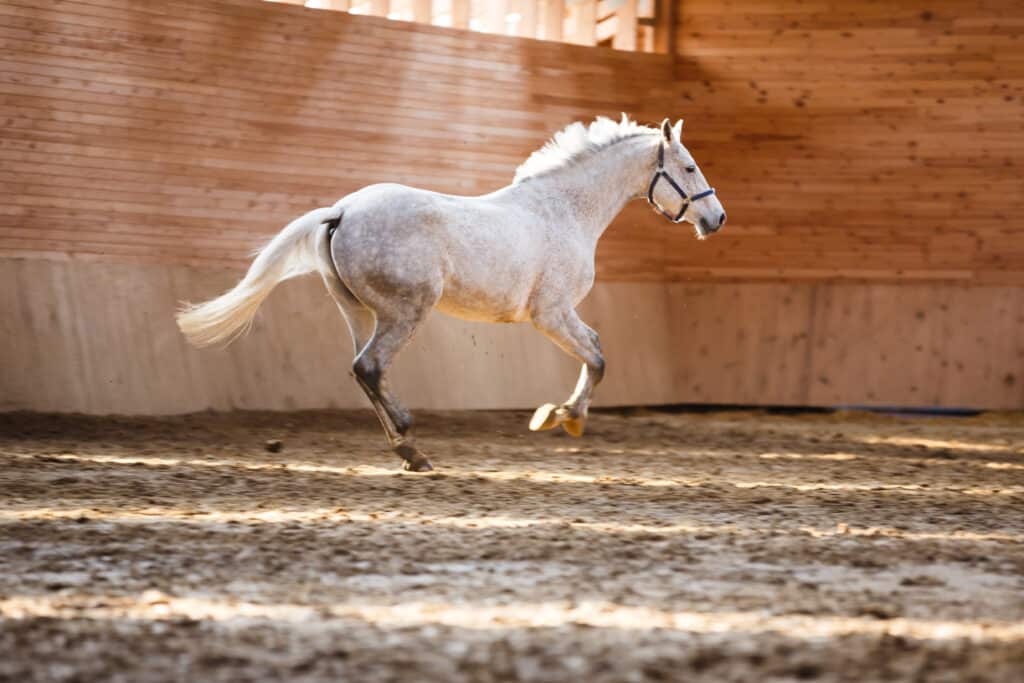 The Trainers Loft Cold Weather Horse Care, The white sport horse running around the arena