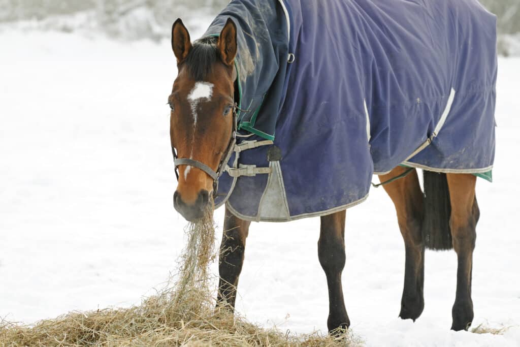 The Trainers Loft Cold Weather Horse Care, Thoroughbred horse eating hay in a snow covered paddock