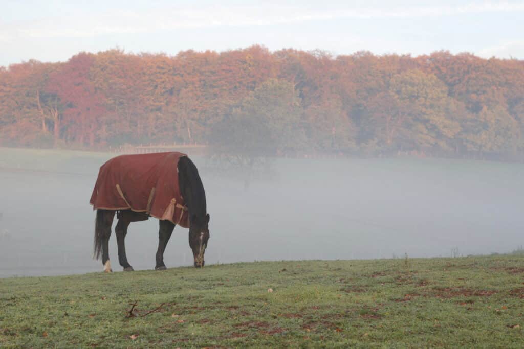 The Trainers Loft Cold Weather Horse Care, Horse with a blanket or horse cover to protect the horse against the cold during first cold nights in november