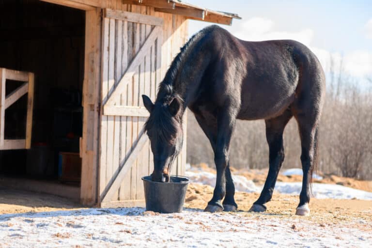 The Trainers Loft Cold Weather Horse Care, One black horse is drinking a water from a plastic bucket near the stable in outdoors.
