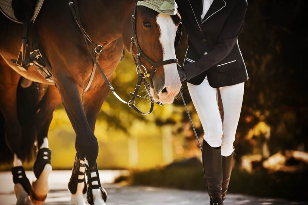 The Trainer's Loft Used Tack, The rider leads her beautiful bay horse by the bridle rein along the road among the leaves of trees on a sunny, warm autumn day. Equestrian sports. Equestrian life.