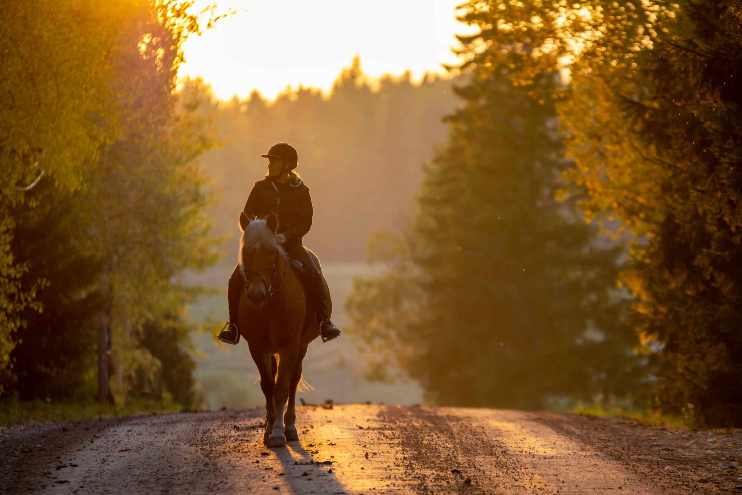The Trainer's Loft Used Tack, Woman horseback riding on a country road at sunset