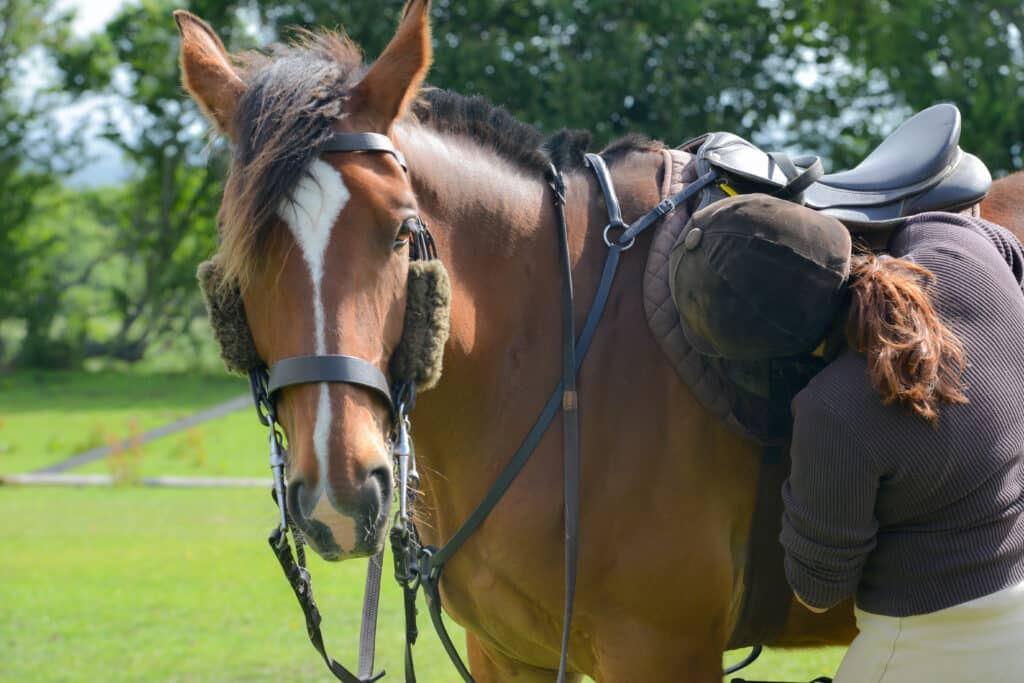 The Trainer's Loft Used Tack, Close up shot of young female rider checking and tightening the girth of her bay horse in preparation for riding.