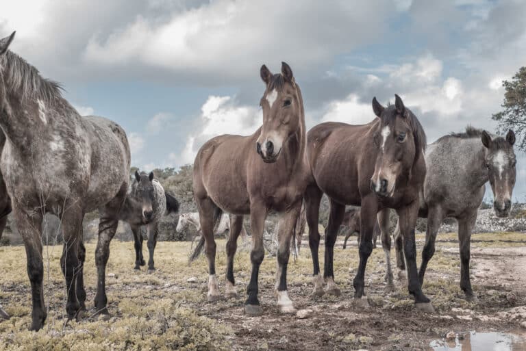 The Trainers Loft horse paddock mud control, Flock of horses in the field
