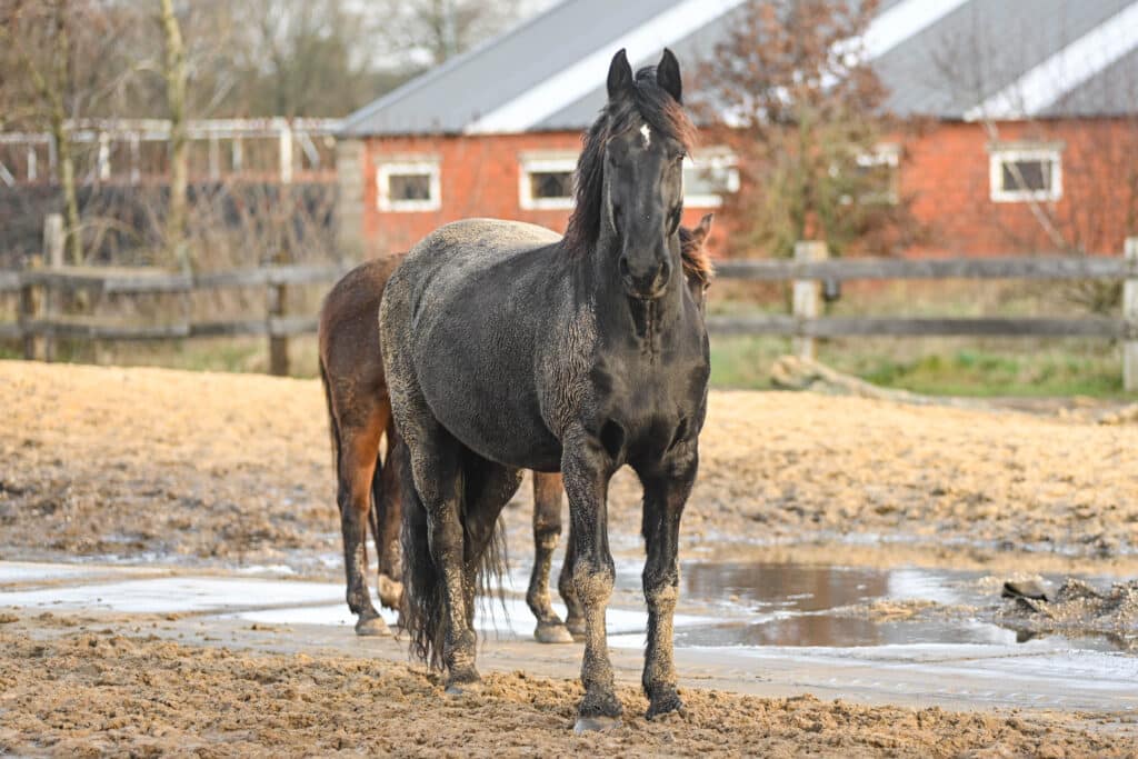 The Trainers Loft horse paddock mud control, herd of horses enjoying the sun in a muddy paddock