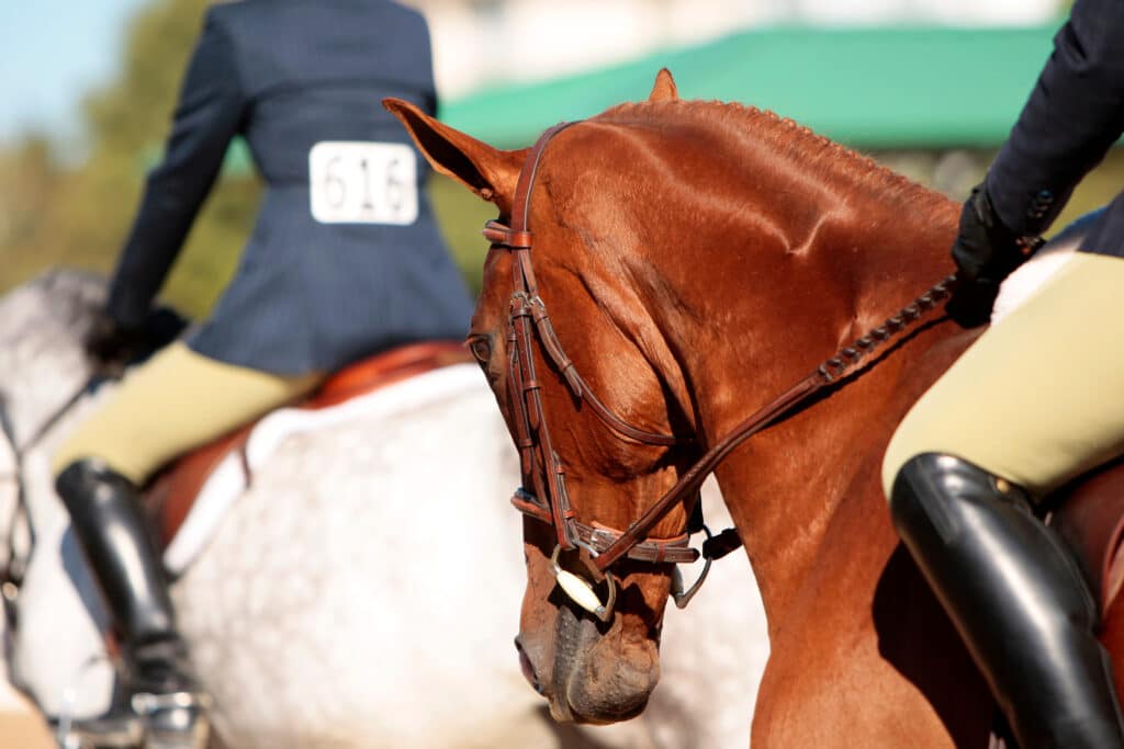 The Trainers Loft types of horse bits, Horses and Riders Before a Horse Show