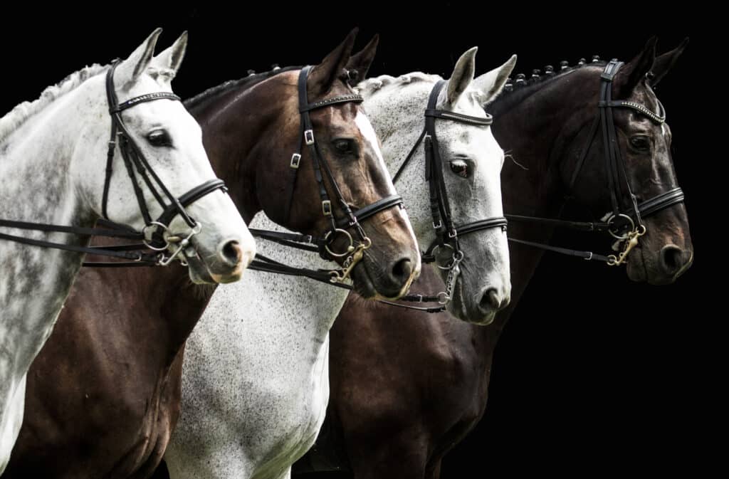 The Trainers Loft types of horse bits, Four horses in dressage competition isolated on black