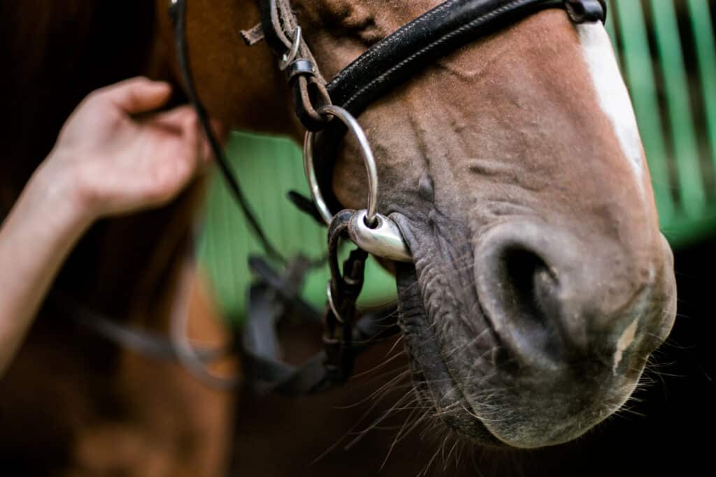 The Trainers Loft types of horse bits, Horse face close up. The bit in the horse's mouth.