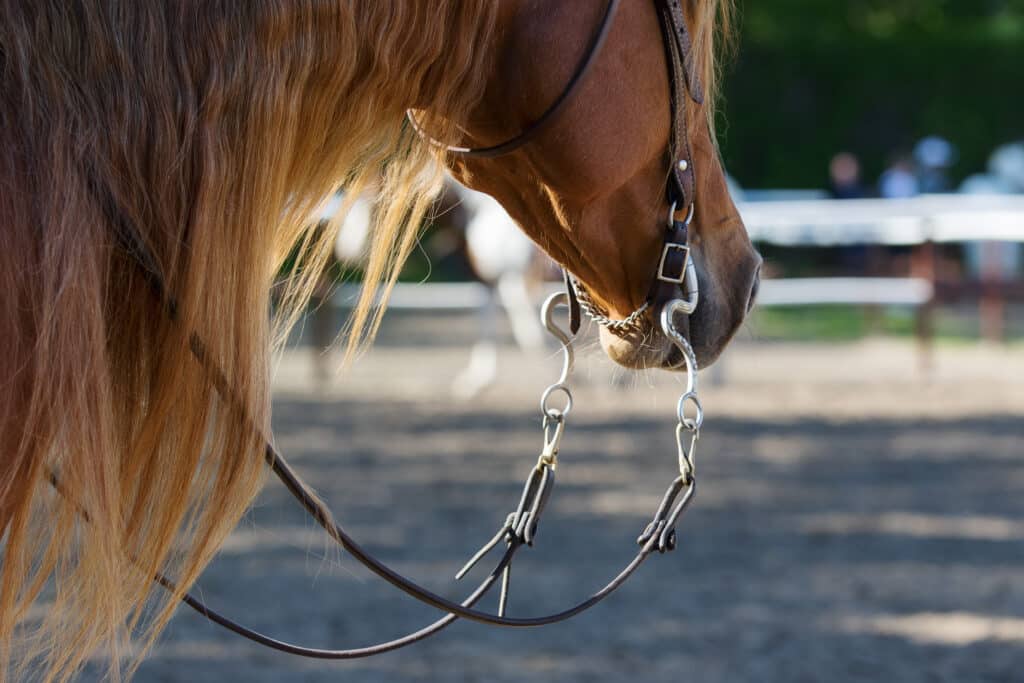 The Trainers Loft types of horse bits, Head of chestnut Quarter horse in western style bridle. Portrait close up