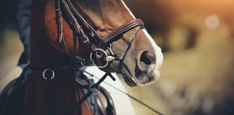 The Trainers Loft types of horse bits, Nose sports red horse in the bridle. Dressage horse. Equestrian sport.