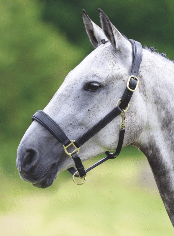 Velociti Gara Leather Travel Halter