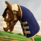 Crafty Pony Hobby Horse Rug Set