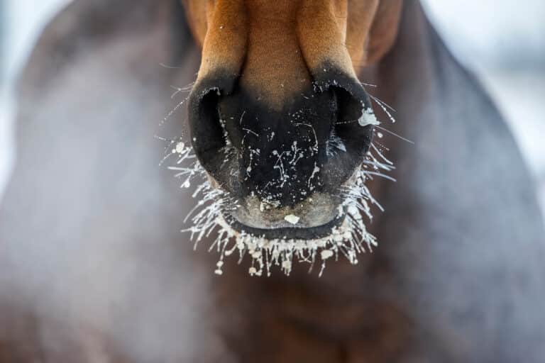 The Trainers Loft Horse Barn Winter Care, Horse's nose with the ice and steam in winter