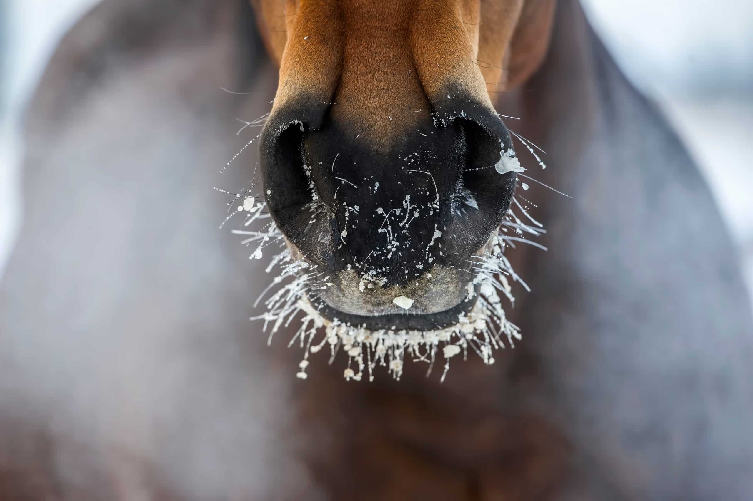 The Trainers Loft Horse Barn Winter Care, Horse's nose with the ice and steam in winter