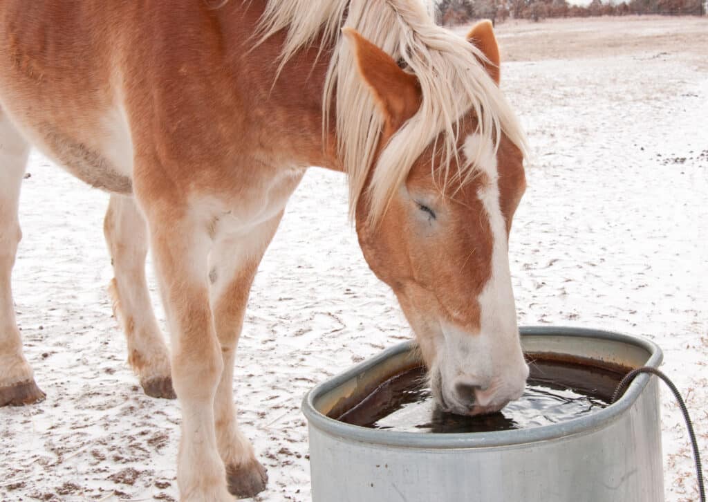 The Trainers Loft Horse Barn Winter Care, Belgian Draft horse drinkin water from a water trough on a cold winter day