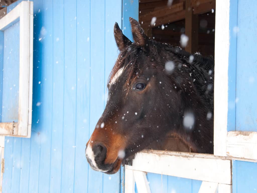 The Trainers Loft Horse Barn Winter Care, Dark bay Arabian horse looking out of a blue barn in heavy snow fall