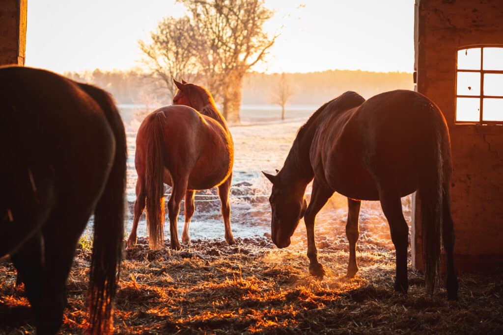 The Trainers Loft Horse Barn Winter Care, Group of horses exiting the stable on a cold winter morning