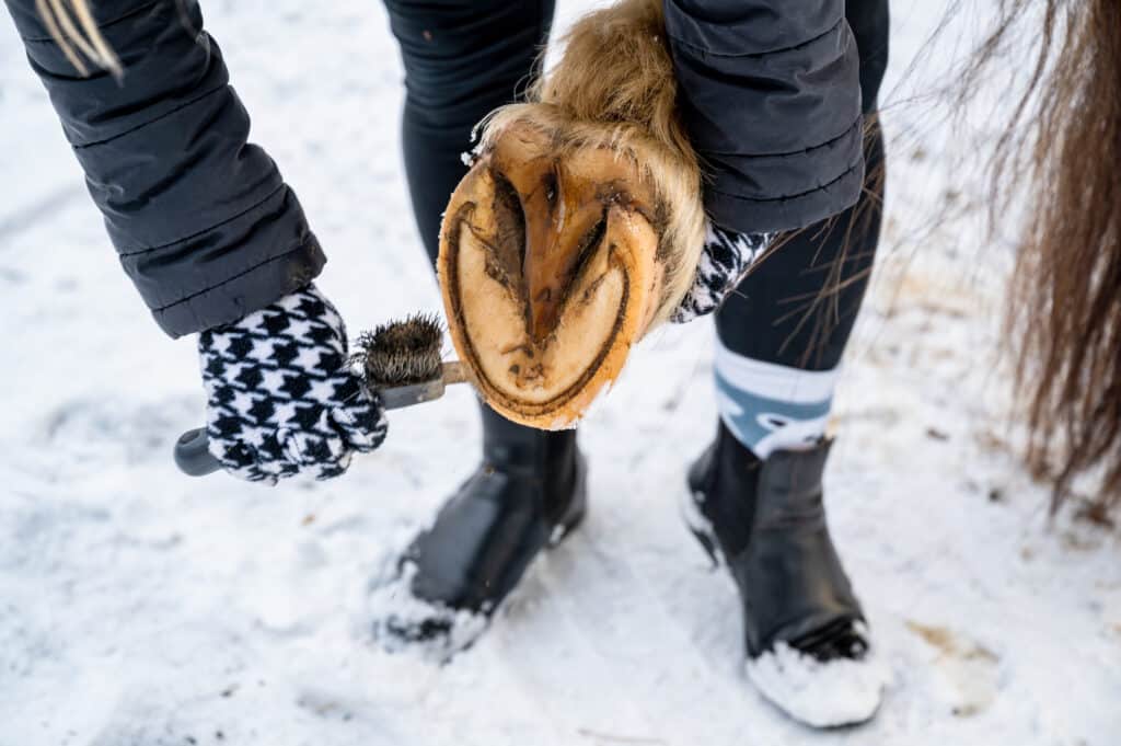 The Trainers Loft Winter Hoof Care, Woman cleans brush horse hoof on snow.