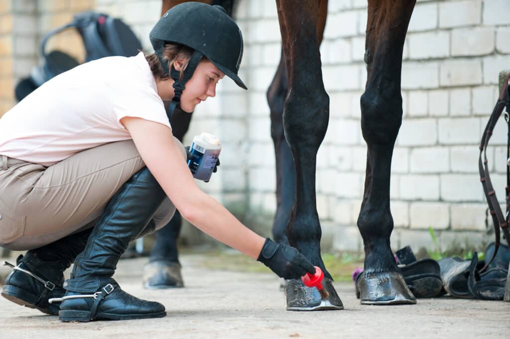 The Trainers Loft Winter Hoof Care, Groomer horsewoman taking care of chestnut horse hoof. Outdoors multicolored horizontal image.