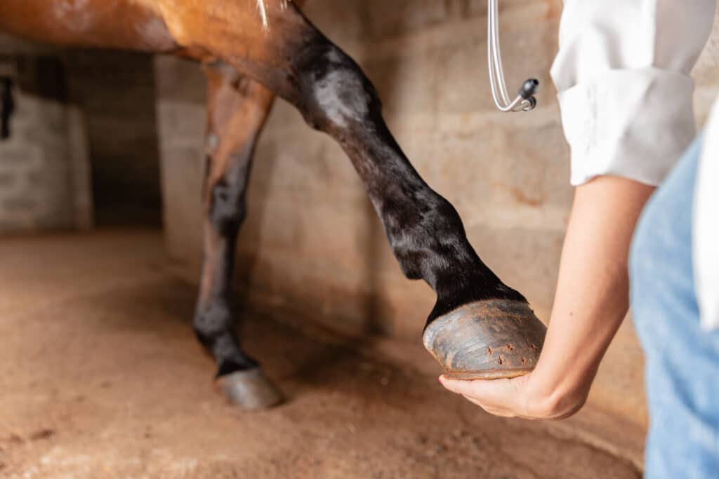 The Trainers Loft Winter Hoof Care, Veterinarian examining horse leg tendons. Selective focus on hoof.