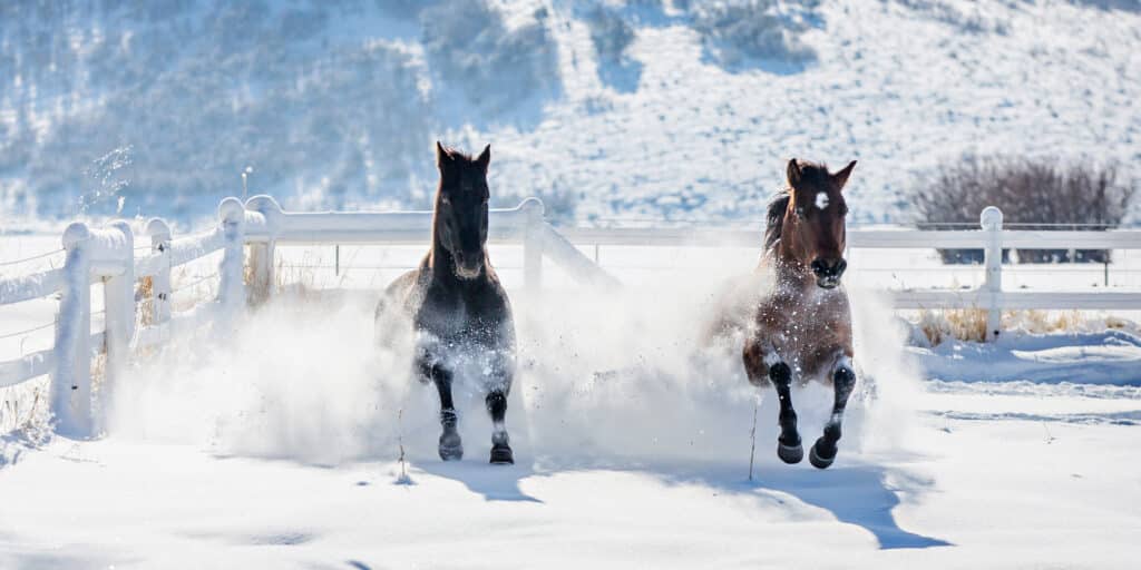 The Trainers Loft Winter Hoof Care, Two horses galloping through the snow in the winter.
