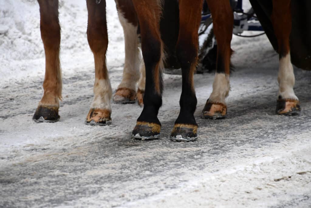 The Trainers Loft Winter Hoof Care, horse hoof on ice in winter snow detail