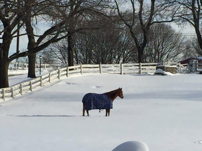 The Trainers Loft Winter Horse Care, A beautiful single horse standing alone in a field of snow wearing a blanket coat to keep warm during winter wooden ranch white fence and trees in background in Rhode Island RI USA