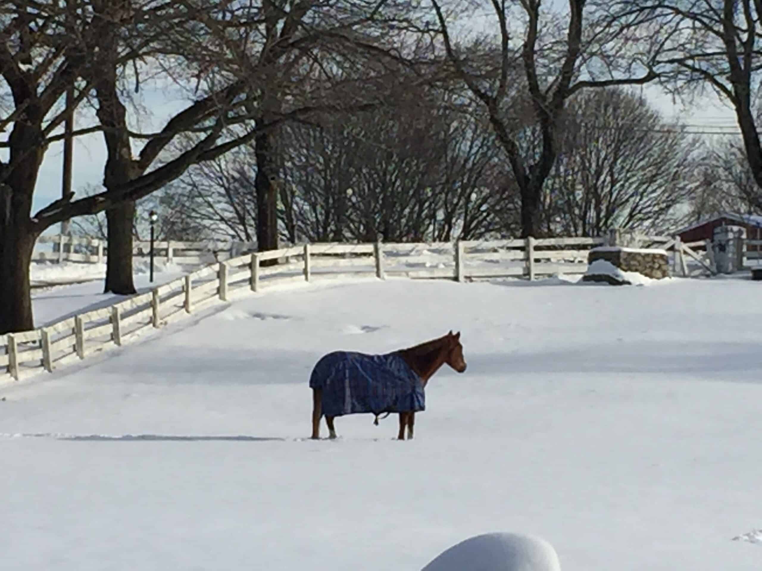 The Trainers Loft Winter Horse Care, A beautiful single horse standing alone in a field of snow wearing a blanket coat to keep warm during winter wooden ranch white fence and trees in background in Rhode Island RI USA
