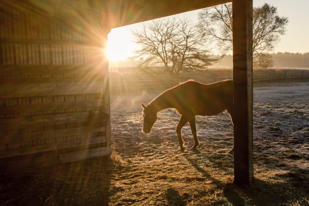 The Trainers Loft Winter Horse Care, A horse walking into a shed during the sunrise.
