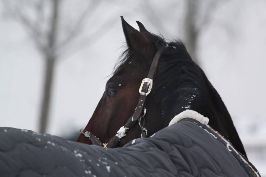 The Trainers Loft Winter Horse Care, dark brown horse with black mane in the snow