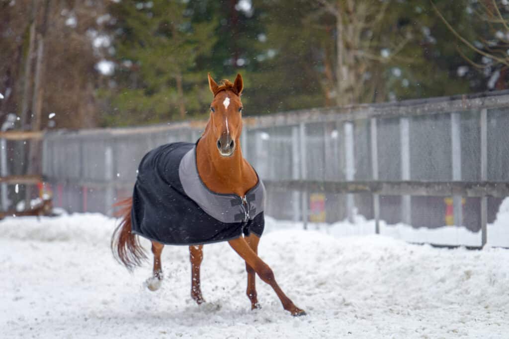 The Trainers Loft Winter Horse Care, Domestic red horse walking in the snow paddock in winter. The horse in the blanket. The concept of keeping Pets.