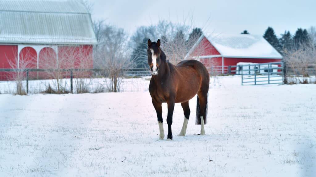 The Trainers Loft Winter Horse Care, Sunrise, winter photo of a brown and white horse facing the camera with snow and barns in the background