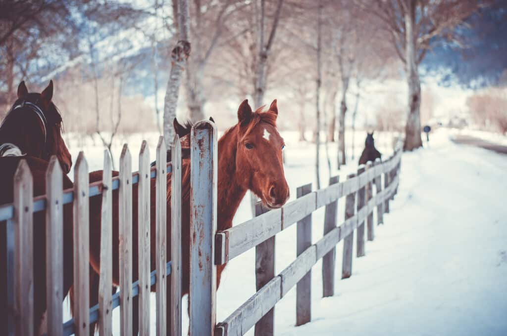 The Trainer's Loft winter barn safety, brown horse in snow looks over a wooden fence post