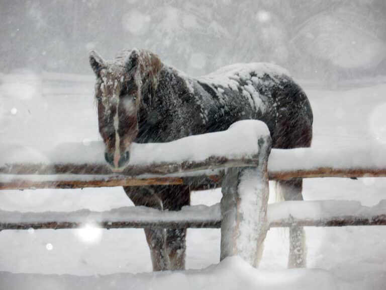 The Trainer's Loft winter barn safety, Brown horse in snow storm/Dark brown horse standing in snow storm leaning on a fence.
