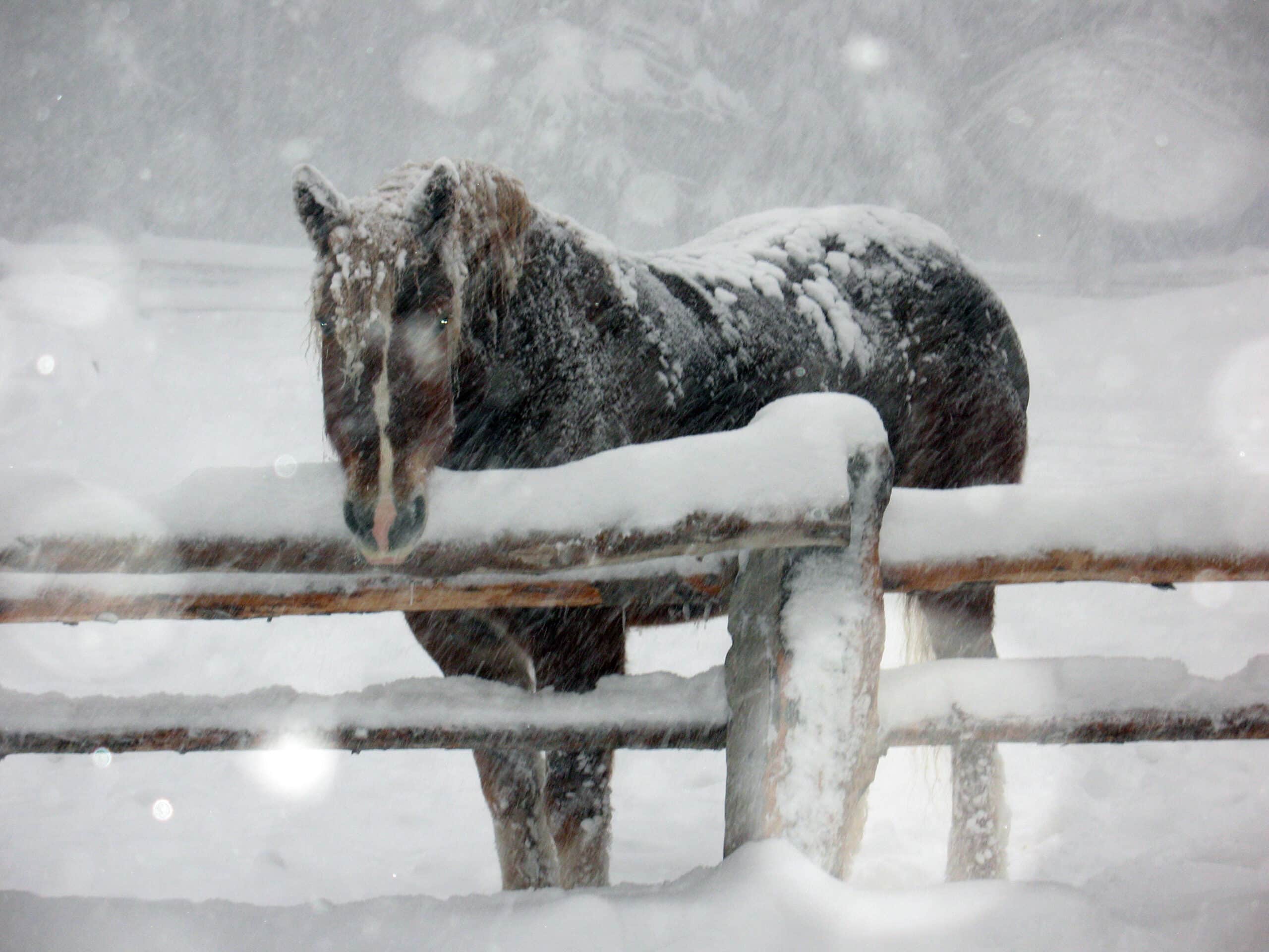 The Trainer's Loft winter barn safety, Brown horse in snow storm/Dark brown horse standing in snow storm leaning on a fence.